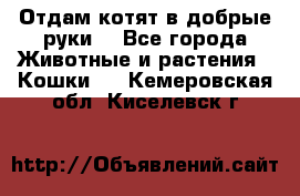 Отдам котят в добрые руки. - Все города Животные и растения » Кошки   . Кемеровская обл.,Киселевск г.